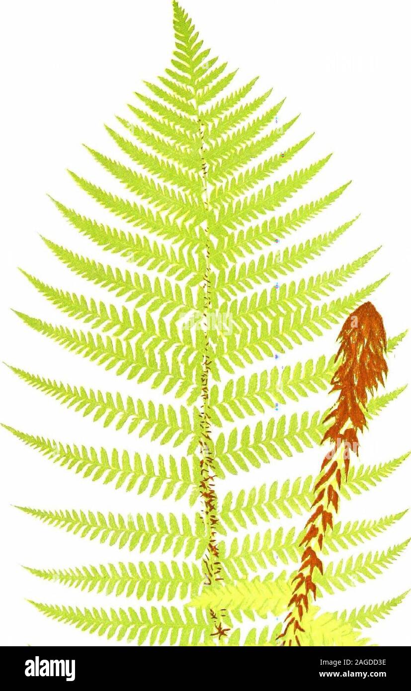 Triangular Blade Fern . British ferns and their varieties. ong triangular form ; pinnules ...