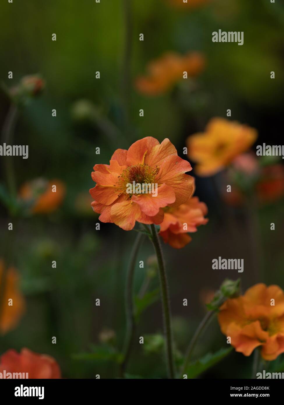 Geum Flower Orange Stock Photo