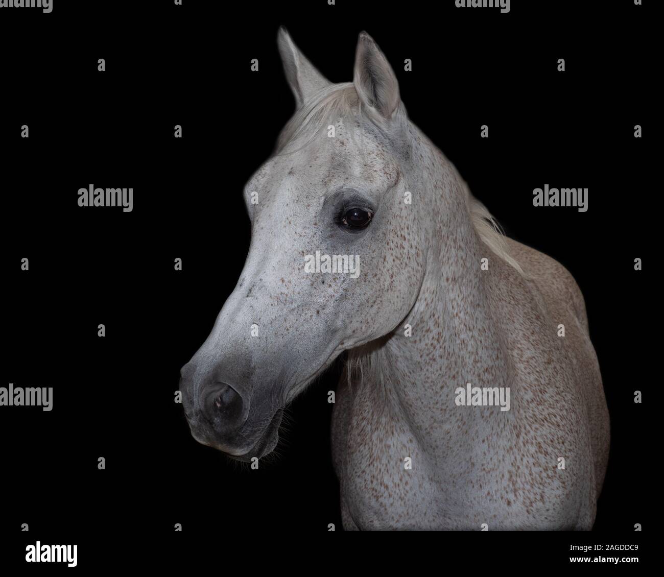 Arab Horse Stock Photo
