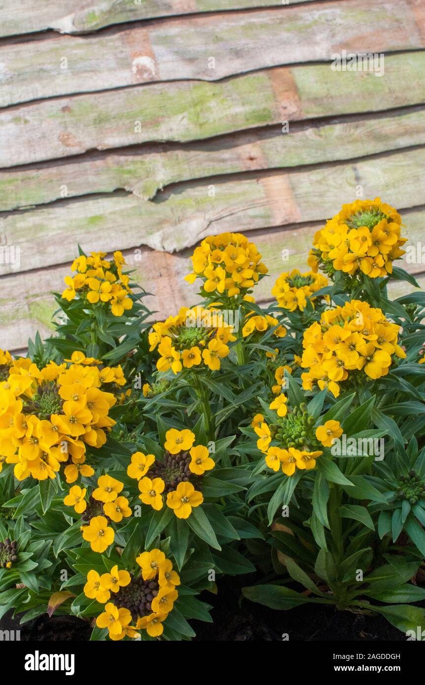 Erysimum Moonlight a mat forming yellow flowering evergreen perennial that flowers in late spring and early summer and is fully hardy. Stock Photo