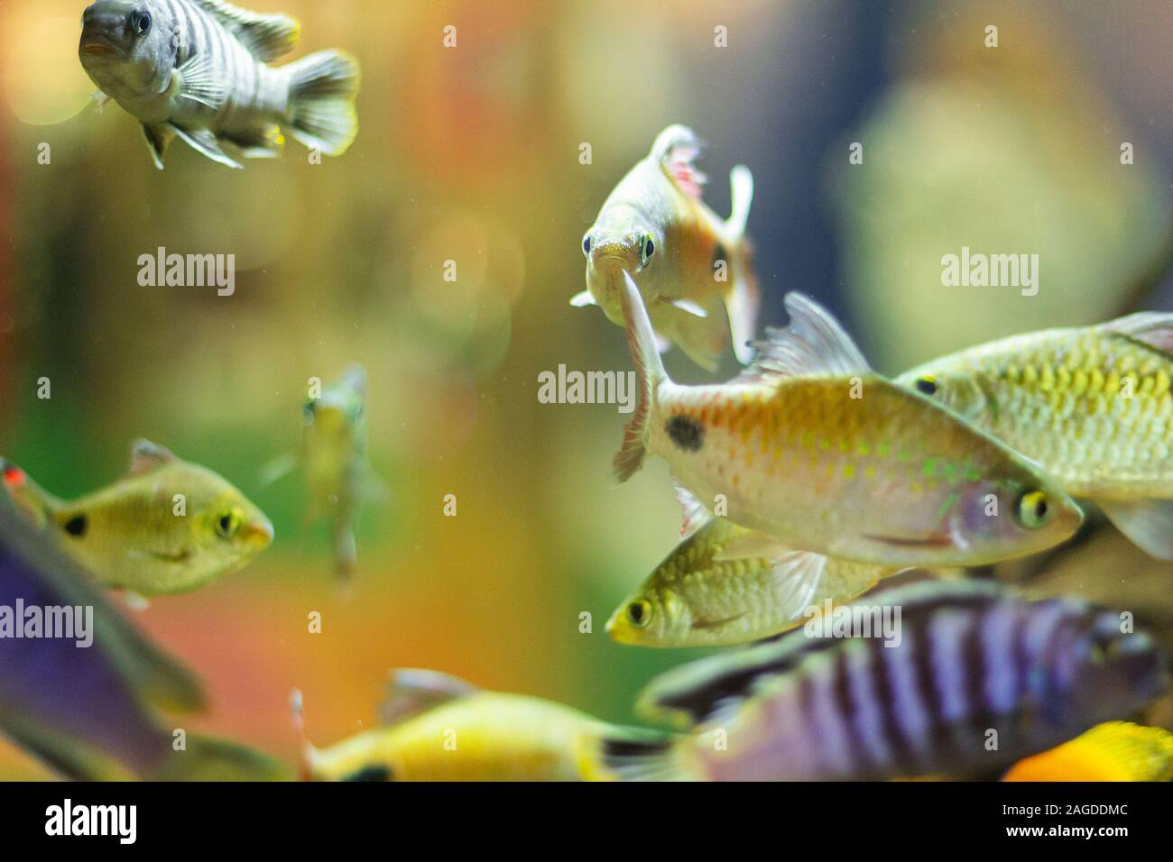 many colored fish in the aquarium reef movement of the crowd Stock Photo