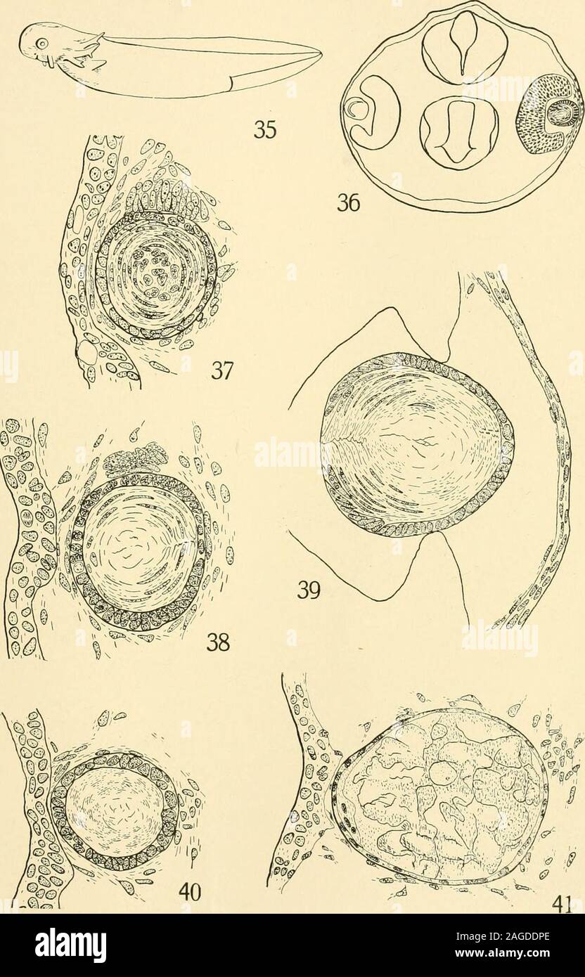 . The American journal of anatomy. normal lens, Fig. 39). X 180 diam-eters. Fig. 39. Experiment XlVeo- Section through left normal lens of above8-day embryo. The lens measures about 180 // in diameter. X 180 diameters. Fig. 40. Experiment XlVd- Section through right lens, 10 days afterremoval of the influencing optic cup. It measures about 160 u in diameter,being considerably smaller than the normal lens 190 u in diameter, and showsno medial pole. X ISO diameters. Fig. 41. Experiment XlVjg. Section through right lens of an embryokilled 30 days after the complete extirpation of the optic cup. T Stock Photo