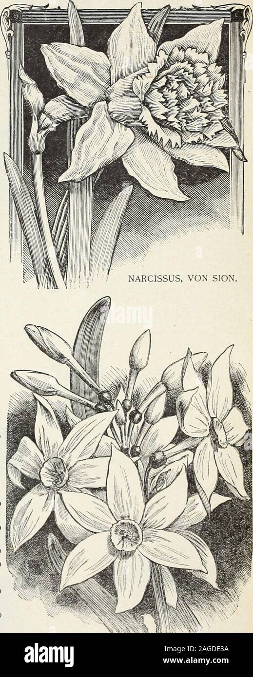 . Bulbs and seeds : autumn 1899. h;;?5 cents per dozen; $i.j^per 100. DOUBLE NARCISSUS (DAFFODIL) EACH. DOZ Albus Plenus Odoratus, purewhite, with many petals,sweet-scented; $2.00 per 100. 5 Incomparable, double yellow,large and fine, $1. 75 per 100 4 Orange Phoenix, creamy whitewith orange center, and manylarge petals 5 Von Sion, the old, well-knownDouble Yellow Daffodil.Large, double, golden yel-low, extra fine for forcingor outdoor culture. This isthe true double trumpetshaped variety, so largelyused for cut flowers, $3.00per 100 5 50 40 50 50 POLYANTHUS NARCISSUS EACH DOZ Double Roman, whi Stock Photo