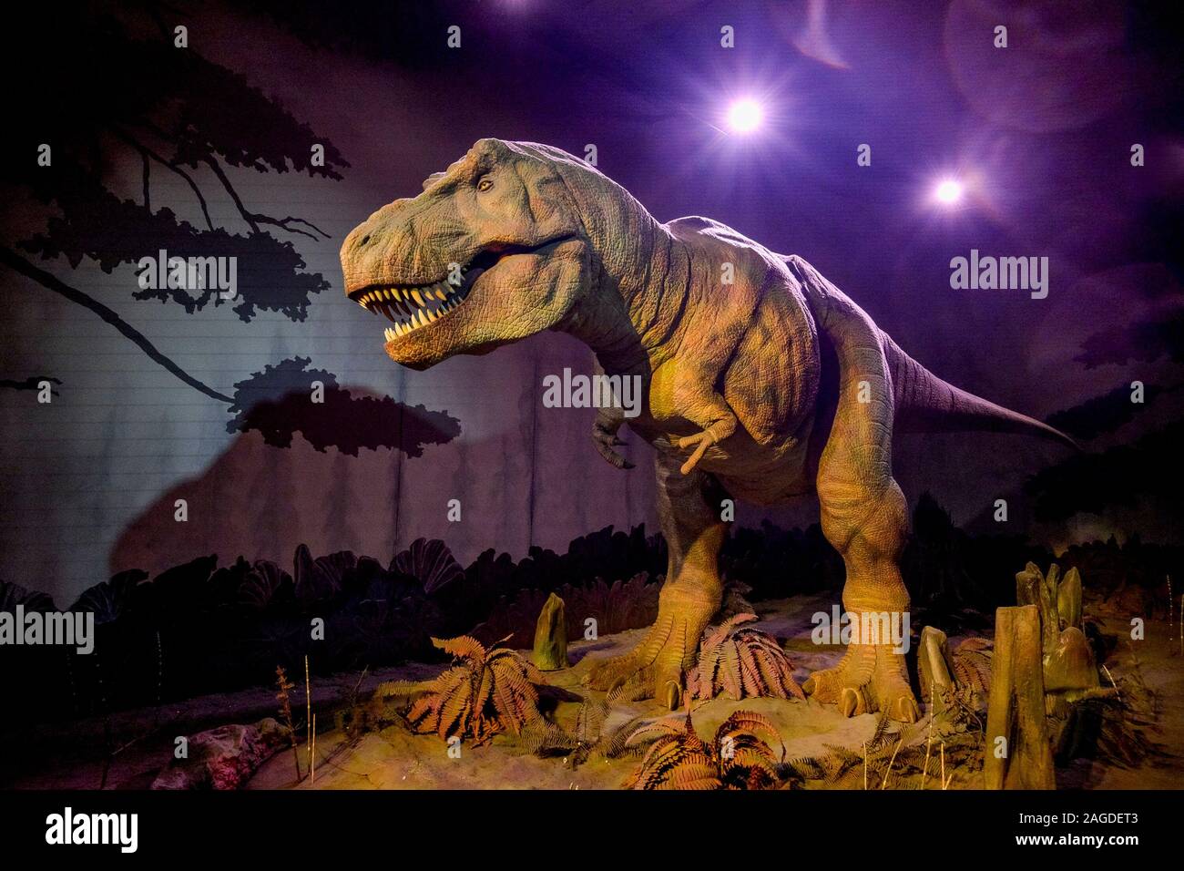 Animatronic T rex, dinosaur, Natural History Museum, London, England, UK Stock Photo
