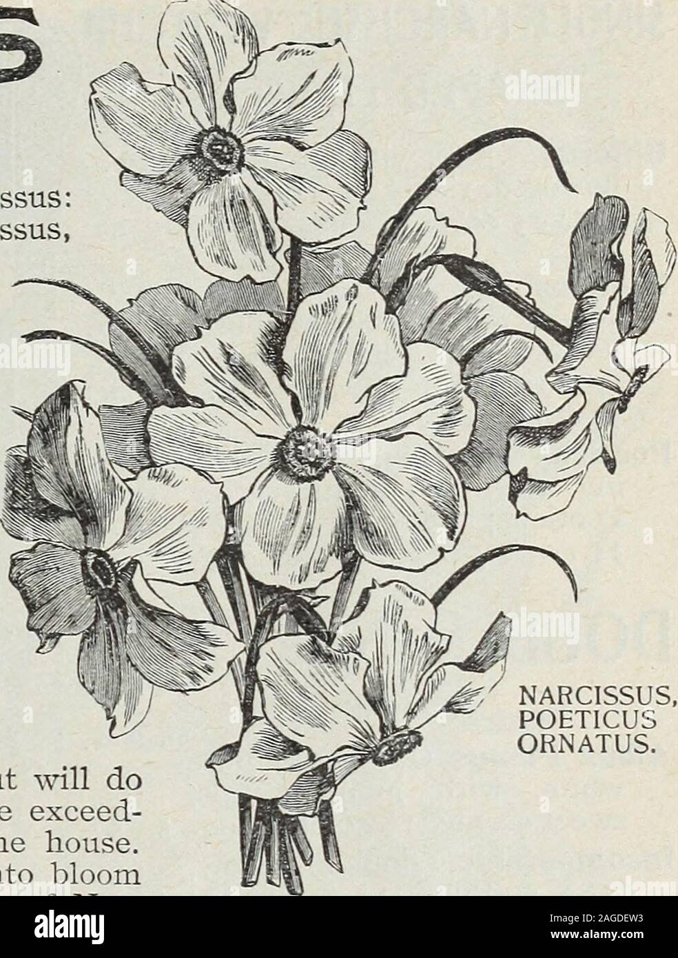 Bulbs And Seeds Autumn 1899 W D M Ferry Co Detroit Mich Ii Narcissus Or Daffodil There Are Three Distinct Classes Of Narcissus The Old Yellow Daffodil Or Trumpet Narcissus The