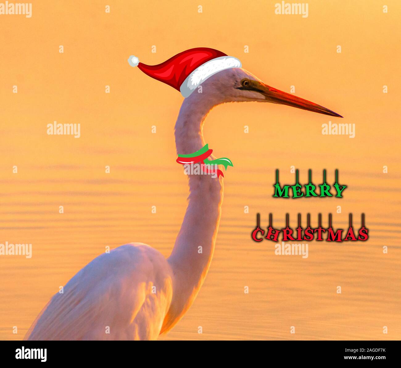 Illustration of a white swan with a holiday hat and a Merry Christmas