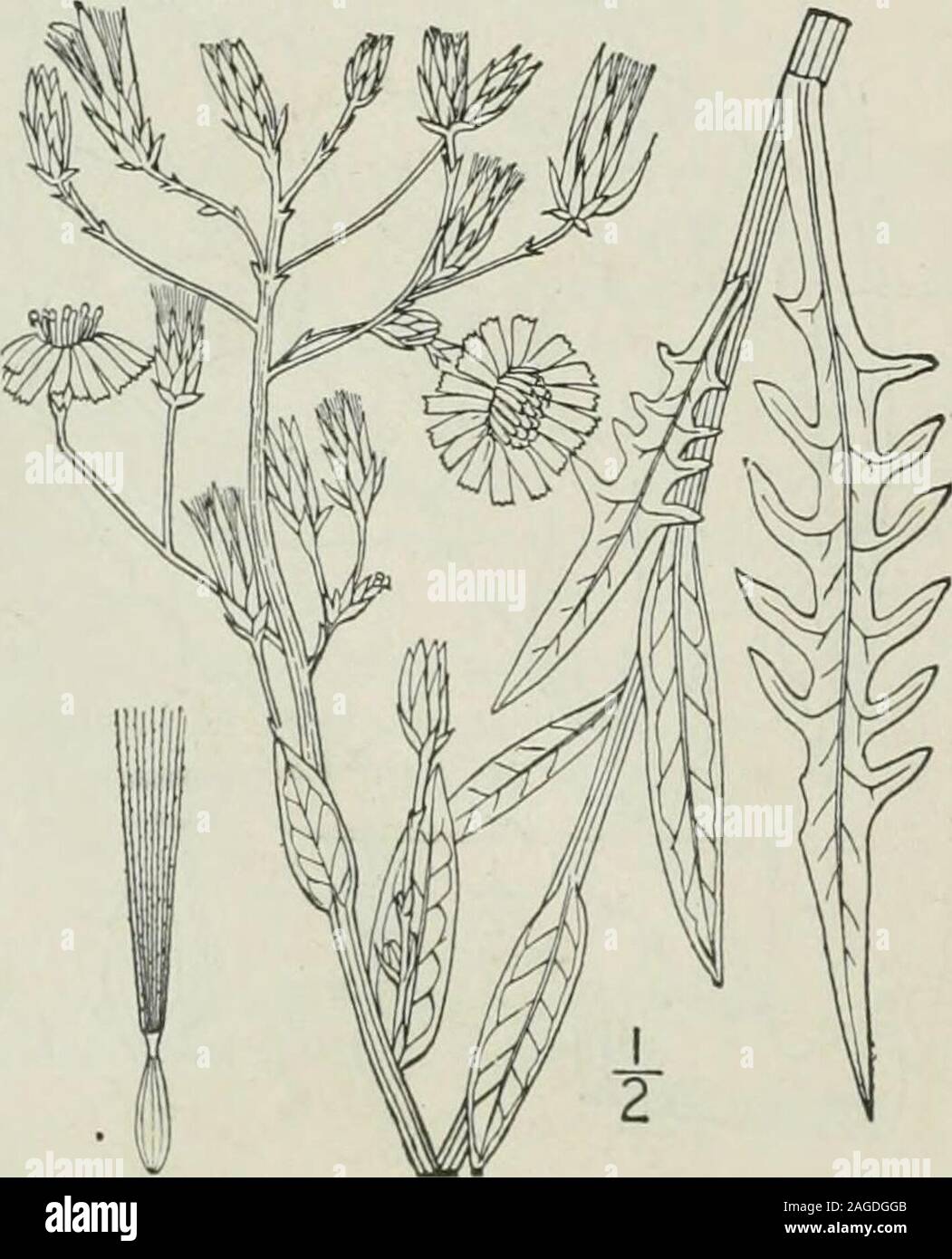 . An illustrated flora of the northern United States, Canada and the British possessions : from Newfoundland to the parallel of the southern boundary of Virginia and from the Atlantic Ocean westward to the 102nd meridian. form beaks,may be a hybrid with L. spicata. 7. Lactuca sagittifolia Ell. Arrow-leavedLettuce. Fig. 4074. L. sagittifolia Ell. Bot. S. C. & Ga. 2: 253. 1821-24.Lactuca integrifolia Bigel. Fl. Bost. Ed. 2, 287. 1824. Not Nutt. 1818.L. elongata var. integ. T. & G. Fl. N. A. 2: 496. 1843. Biennial; stem glabrous throughout, or hirsutebelow, leafy nearly up to the usually panicula Stock Photo