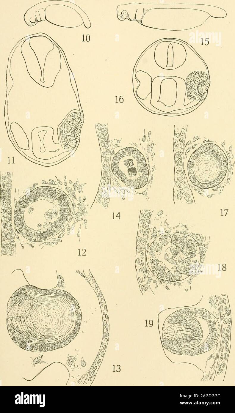 The American journal of anatomy. 14 days after the removal of the