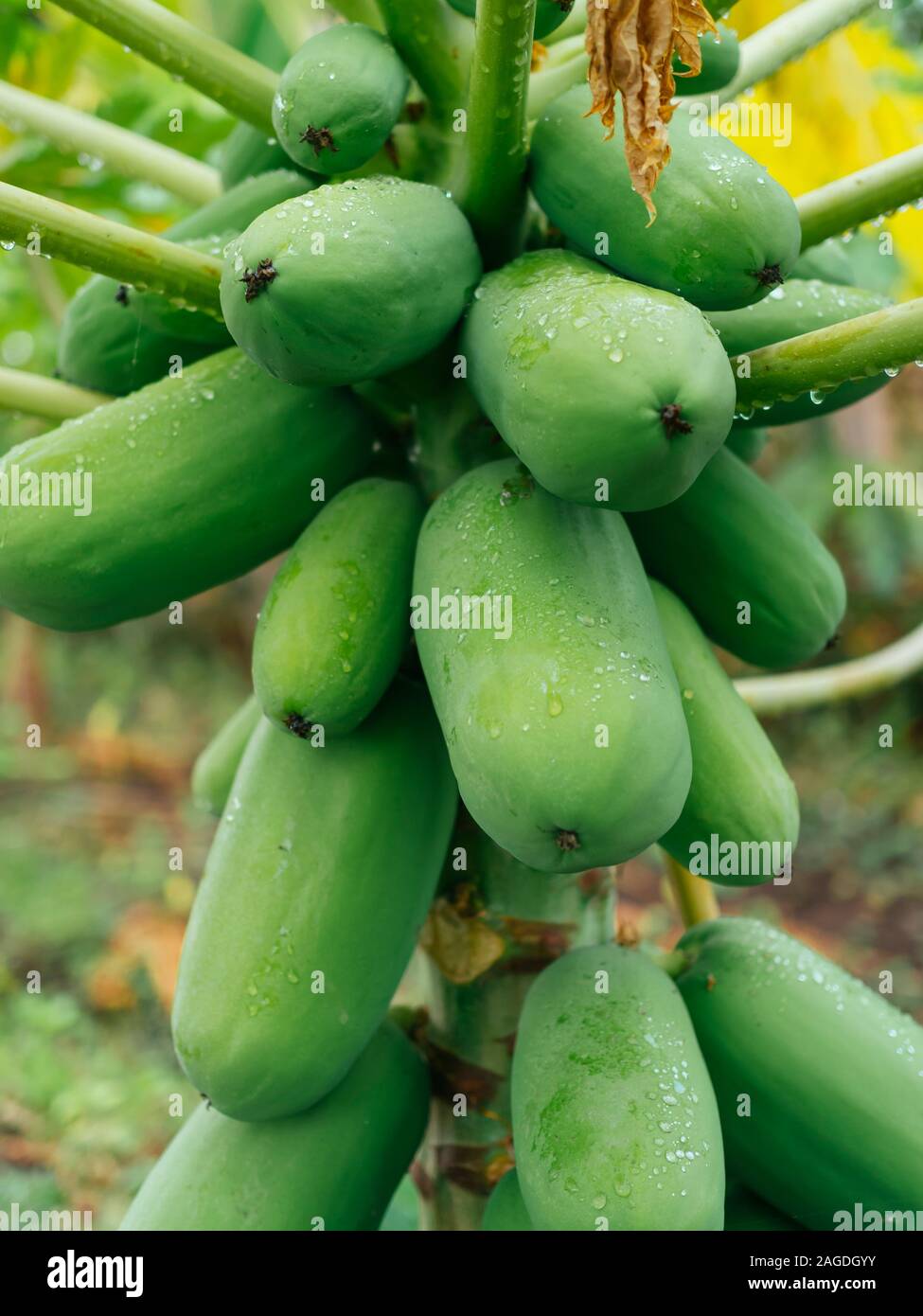 Green Papaya on papaya tree Stock Photo Alamy