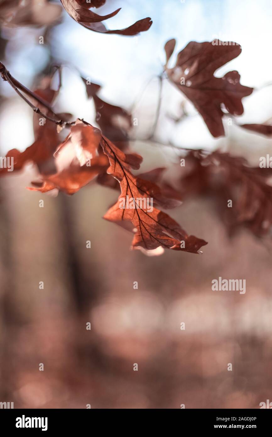 Closeup of beautiful dry leaves and plants in a forest during golden Autumn Stock Photo