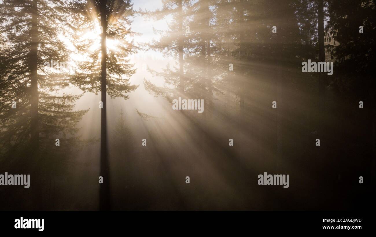 Morning rays slice through the trees Stock Photo