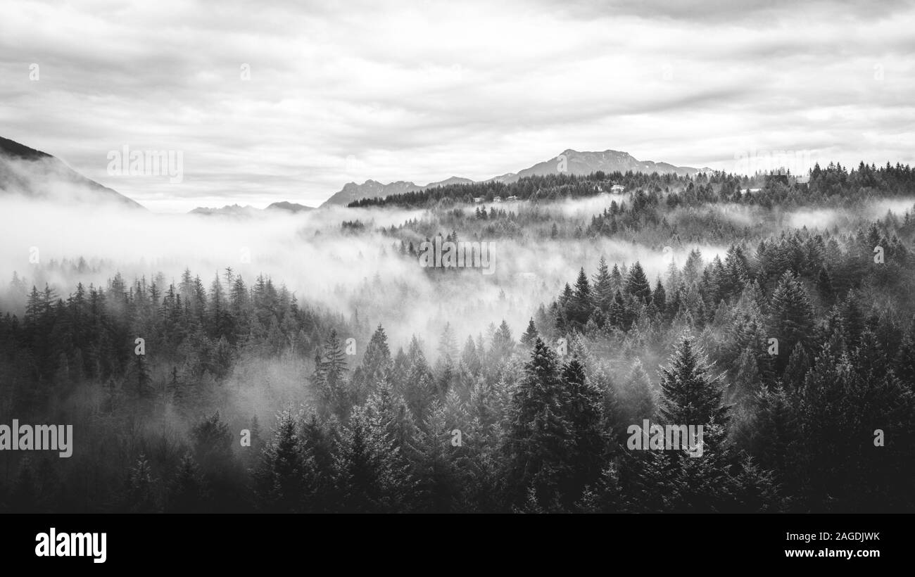 Morning fog rolls in Washington through the trees Stock Photo