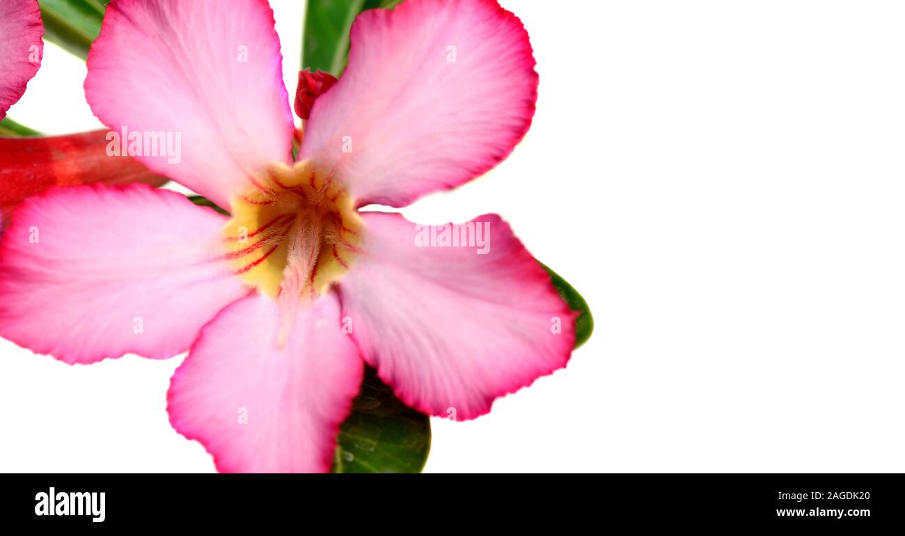 Desert rose isolated on white hi-res stock photography and images - Alamy