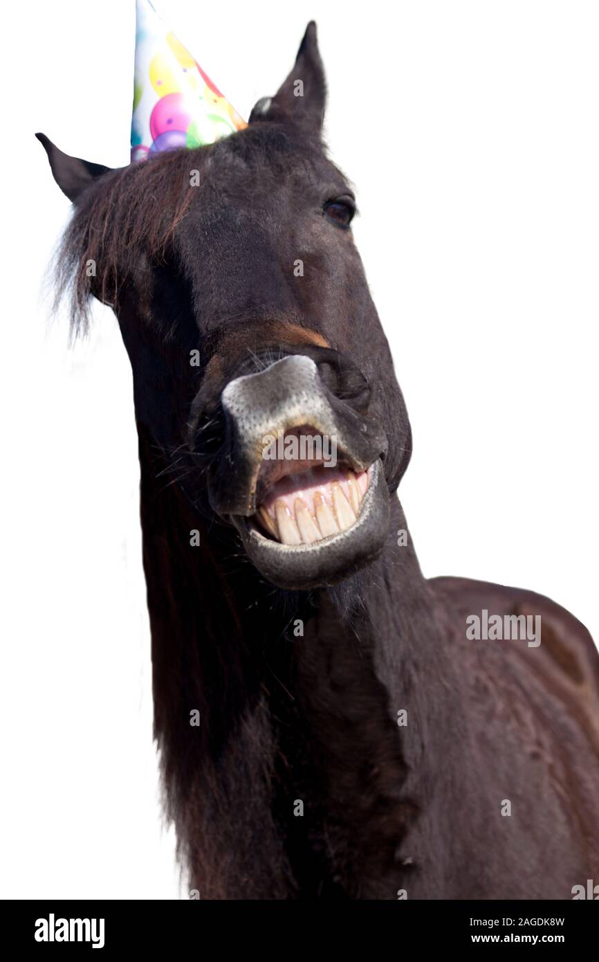 birthday, smiling horse face 