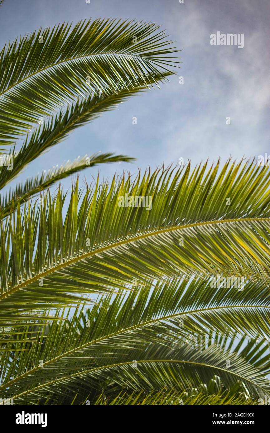 Vertical closeup shot of the leaves of a babassu plant - perfect for a ...