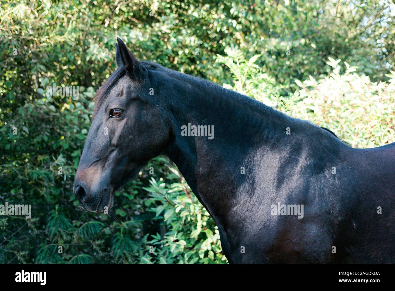 Beautiful spanish Horse Portrait. black lusitano Stock Photo