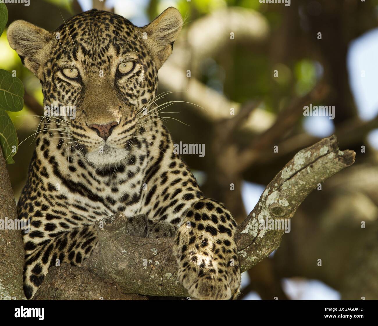 Magnificent African leopard resting on the tree branch in the middle of ...