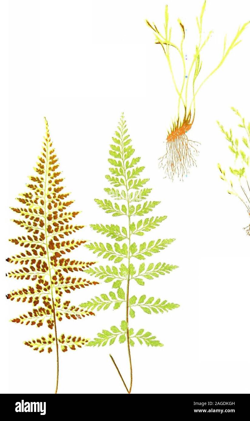 . British ferns and their varieties. te VI) Our figure (Fig. 37) so clearly indicates the difference betweenthis and^4s^&gt;. germanicum that a description is unnecessary, and asregards its habitats, etc., the remarks appended to that speciesapply exactly. No varieties. Asplenium Trichomanes (The Maiden-hair Spleenwort) (Plate VII) This is one of the commonest, but to our mind the prettiest,Ferns, where old walls, stone dykes, and similar erections exist,and Ferns are generally plentiful, owing to a liberal rainfall. Insuch situations its pretty tufts, or rosettes, may be seen liningthe chinks Stock Photo