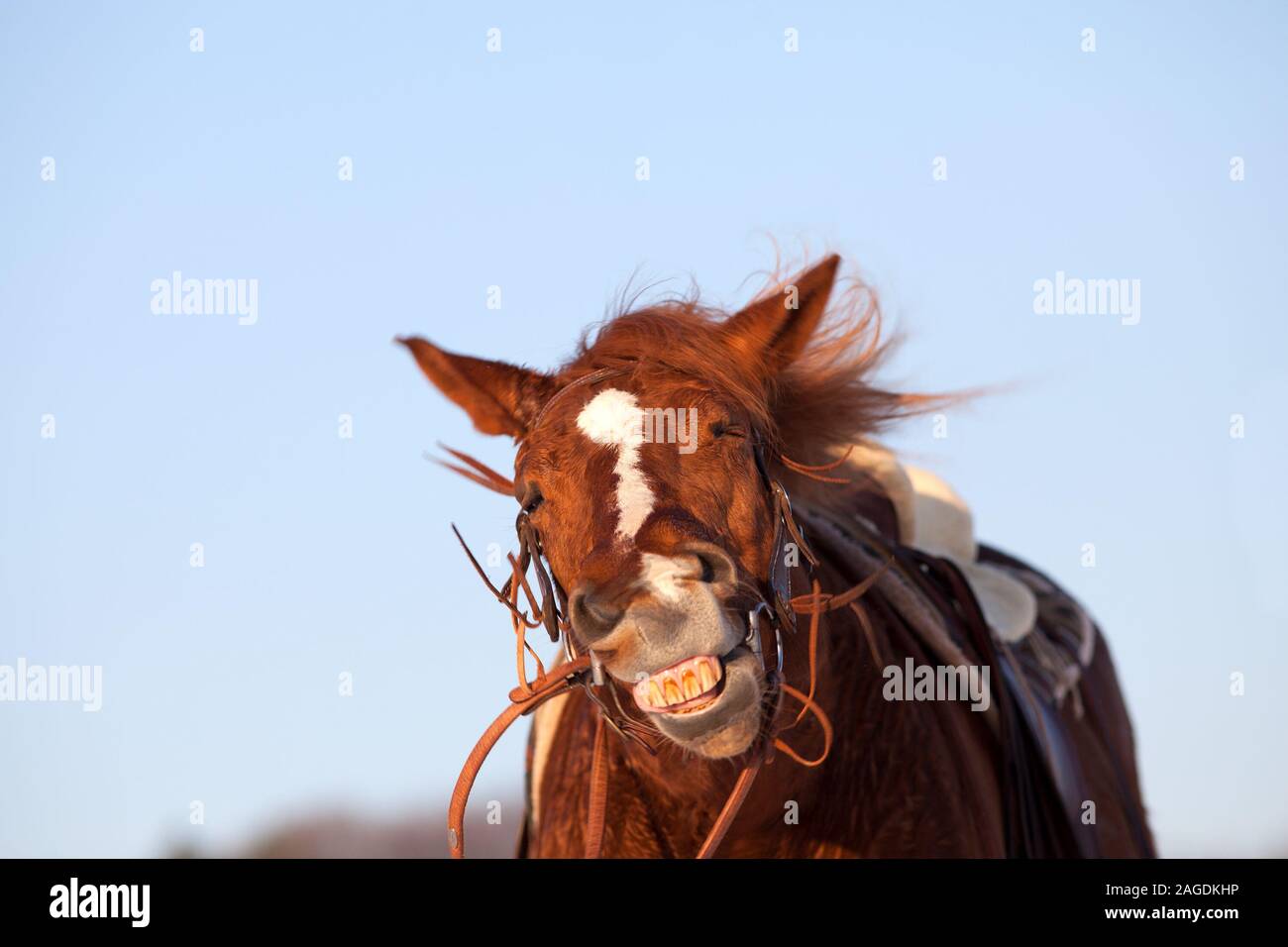 Funny horse face laughing hires stock photography and images Alamy