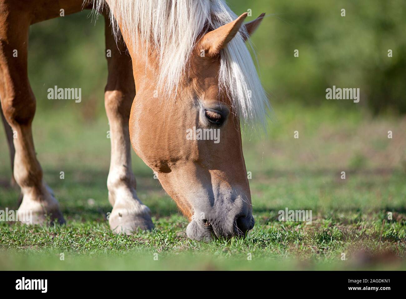 Haflinger horse grazing on meadow Stock Photo Alamy