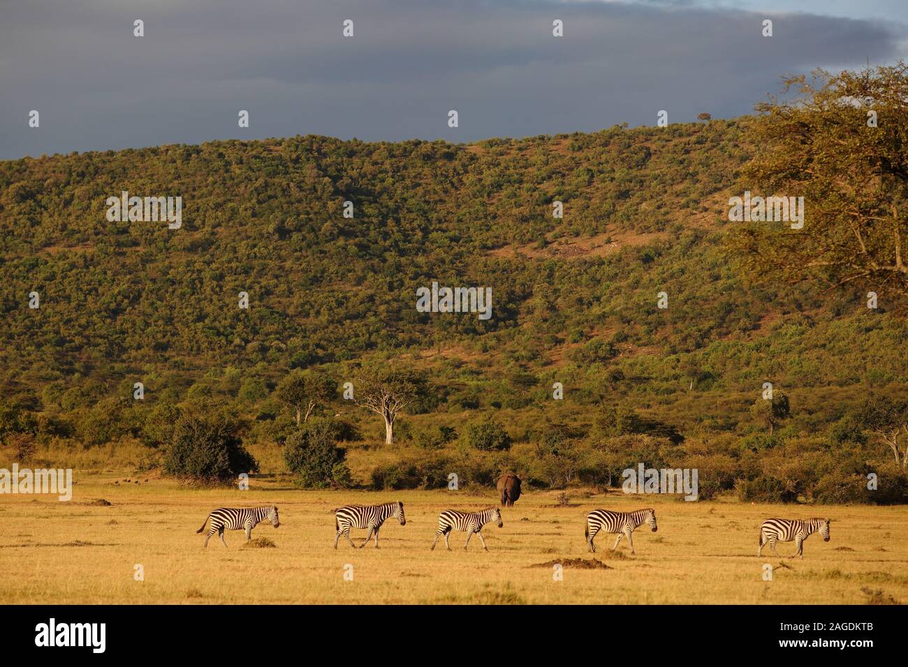 African desert collage hi-res stock photography and images - Alamy