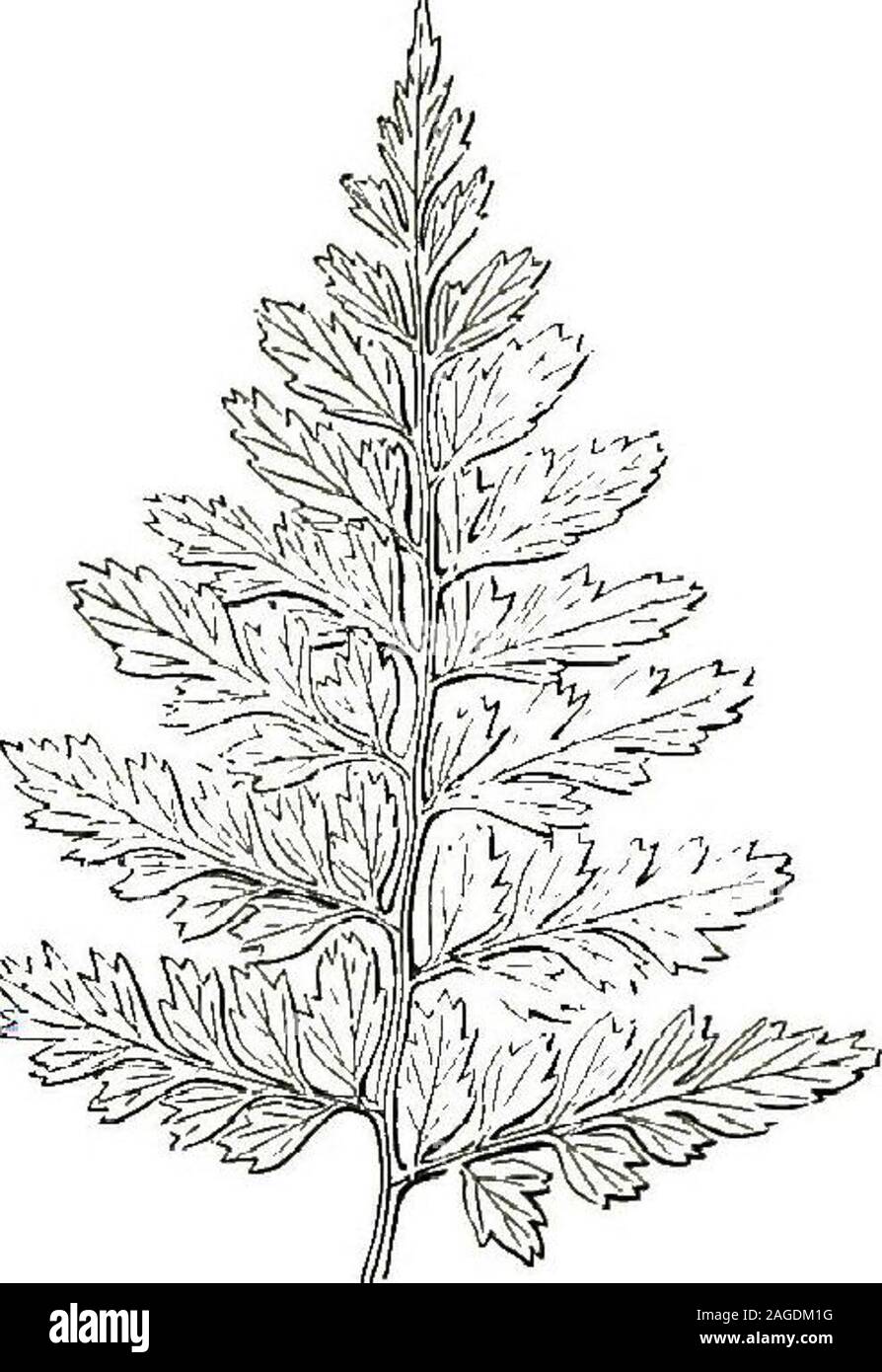 . British ferns and their varieties. ar habitats to those 74 BRITISH FERNS tenanted by its near relative, the Black Maiden-hair Spleenwort (Asp. adiantum nigrum), from which it mainly differs in the nar-rower lance-shaped outline of itsfronds, and the somewhat differentcutting of its pinnae, which are moreregular in size. It does not lenditself easily to cultivation. It partakesa little of the tenderness of its constantneighbour Asp. marinum, and is farmore common abroad in warmerclimates. Fig. 32 represents only the tip ofa frond. It has not been generousin varieties, and although several are Stock Photo