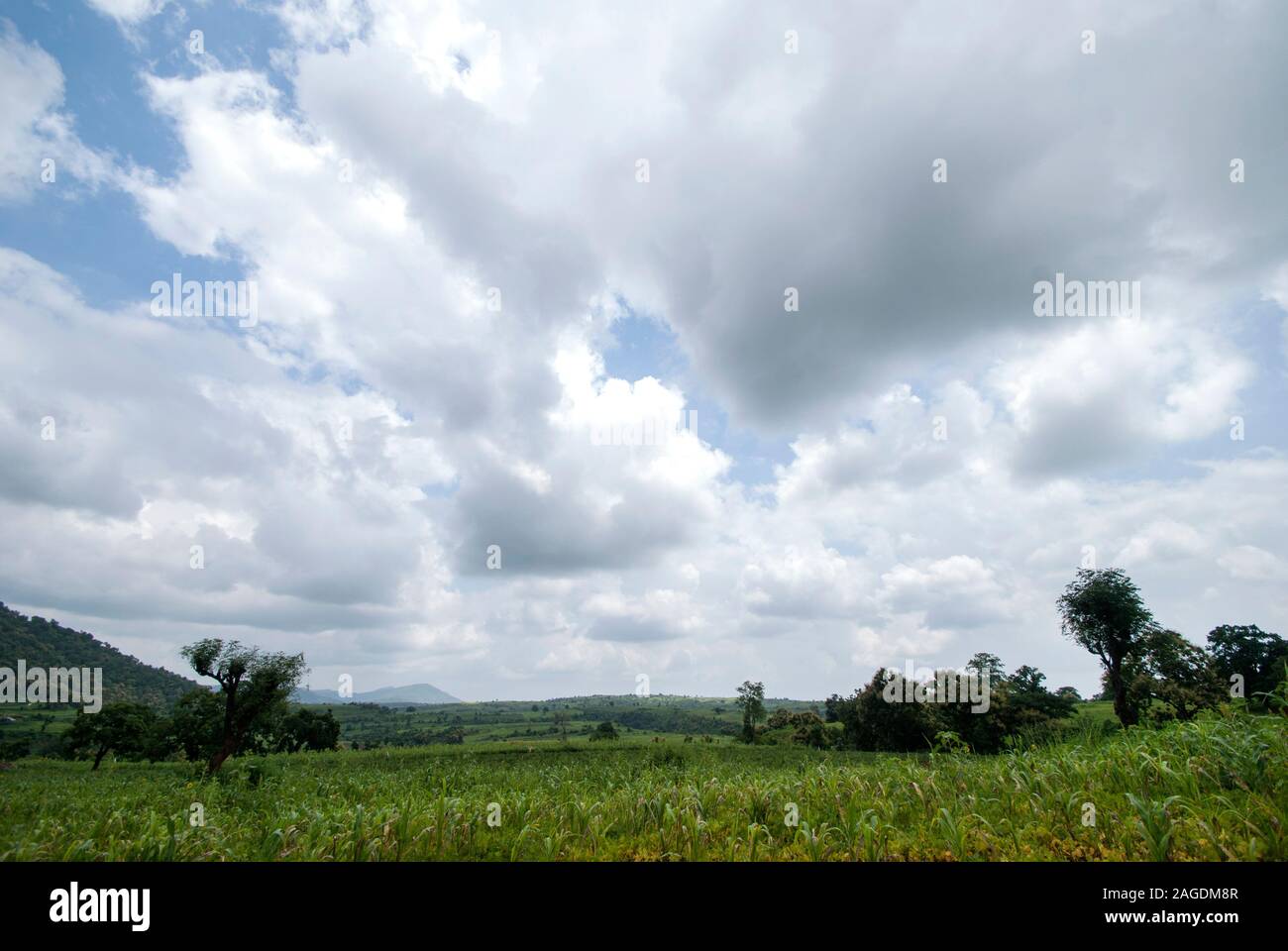Beautiful Landscape with trees and mountain Stock Photo - Alamy