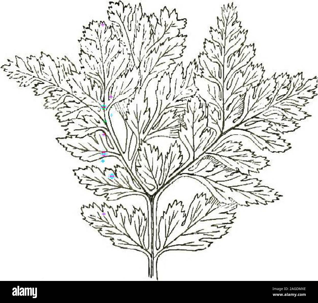 . British ferns and their varieties. Fig. 25. Asp. ad. nig. microdot*. Microdon (Fig. 25).—Found in Guernsey ; is a counterpart ofthe variety of Asp. lanceolalum similarly named ; it is presumablya plumose form, and is, we believe, barren, the spores, thoughapparently plentiful, being aborted. THE ASPLENIA n. Fig. 26. Asp. ad. itig. ramosum. Ramosum (Fig. 26).—Foundby the Rev. C. Padley ; is awell-crested form at the frondapex. asplenium ceterach(Ceterach Officinarum)The Scaly Spleenwort(Plate V) This pretty and very distinctmember of the Spleenwortfamily is found in many partsof the country, Stock Photo