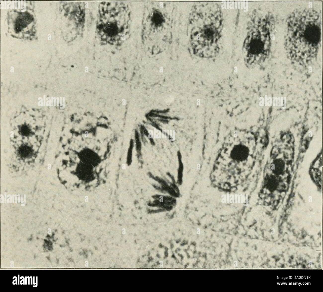 Journal Of Applied Microscopy And Laboratory Methods Elight Had To Pass Through The Lower Cells Before And The Upper Cells After Passingthe Points Shown This Is A Means Of Sectioning With