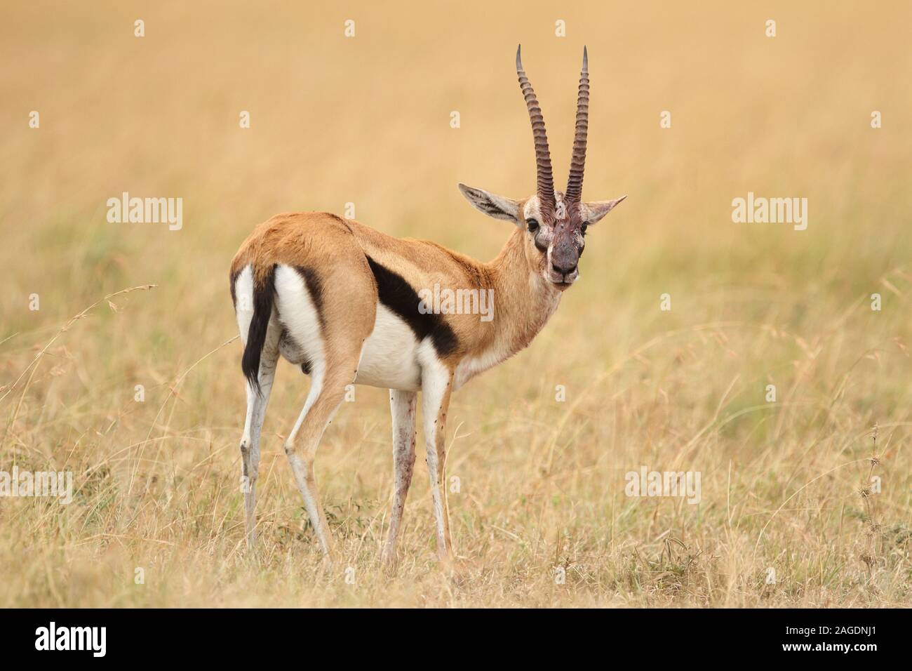 Beautiful view of a thompson's gazelle in the middle of a field covered ...