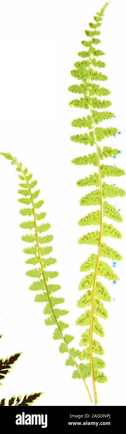 . British ferns and their varieties. Fig. 22. A. crispus. Varied forms of fronds on same plant. one, but this unfortunately died, as did a large number of trueseedlings which were subsequently raised by Mr. J. M. Barnesfrom soil collected at the spot whence the original plant was lifted,a spot presumably subsequently lost sight of, as no second attemptis recorded. THE ASPLENIA (The Spleenworts) The Spleenwort genus is represented in the British Isles by noless than ten species, viz. Asp. trichomanes, Asp. viride, Asp.adiantum nigrum, Asp. lanceolatum, Asp. marinum, Asp. ruta-muraria, Asp. sept Stock Photo