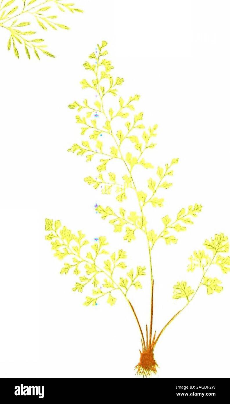 British Ferns And Their Varieties Plate Iii Allosorus Cnspus Gymnogramma Leptophylla Allosorus Crispus 67 Allosorus Crispus The Parsley Fern Plate Iii The Parsley Fern Is Popularly So Called From Its Resemblance To