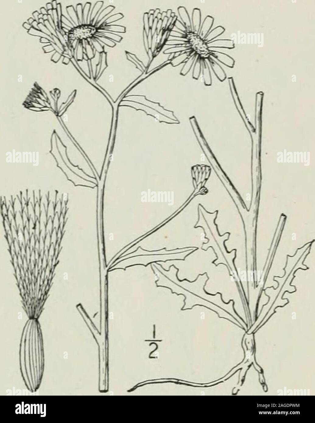 . An illustrated flora of the northern United States, Canada and the British possessions : from Newfoundland to the parallel of the southern boundary of Virginia and from the Atlantic Ocean westward to the 102nd meridian. ed,more or less spiny near the summit, abruptly contracted into a beak. Pappus of copioussoft white simple bristles. [Greek, lump, from the gummy matter borne on the stems ofsome species.] ^WU////^ Hill About 18 species, natives of the Old World, the fol- ^r;^^-:-, ...... ^  ^S^MW lowing typical. I. Chondrilla juncea L. Gum Succory.Fig. 4061. Chondrilla juncea L. Sp. PI. 796. Stock Photo