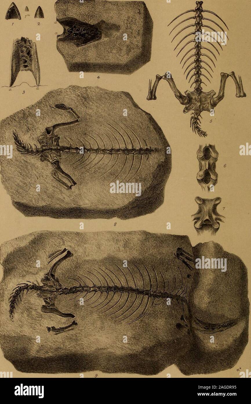 New Fossil Reptile With A Totally Unique Crest See Pictures - naqwndp