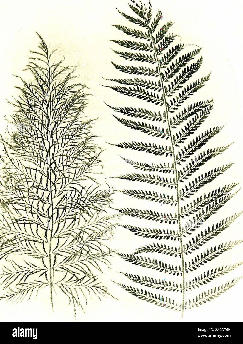 . British ferns and their varieties. e might well be taken for a frond. The thirdcase of Polystichum aculeatum is equally astounding as representinga sudden metamorphosis of type, and is peculiar as affording suchresults after many years of reputed sterility. In 1876 there wasfound by a farm labourer, in a Dorsetshire hedge, a very fine formof the Hard Shield Fern, which he took to Dr. Wills, one of ourmost successful collectors in the locality, who named it pul-cherrimum, on account of its peculiar beauty. It was apparentlyan entirely barren Fern, but eventually found its way into manycollect Stock Photo