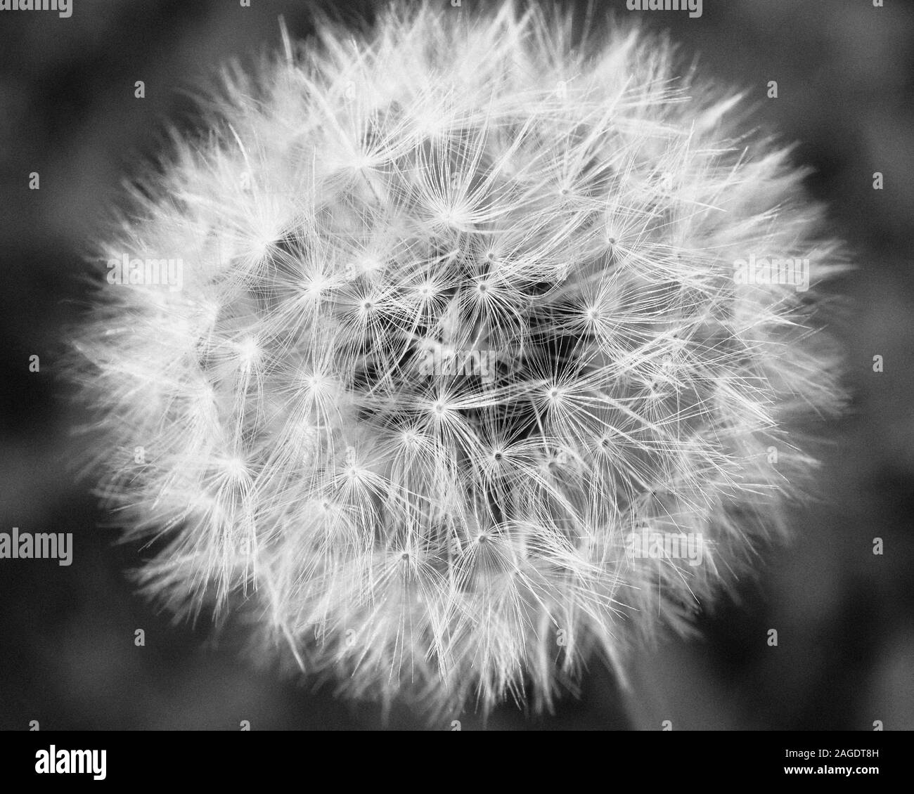 White flower yellow middle Black and White Stock Photos & Images - Alamy