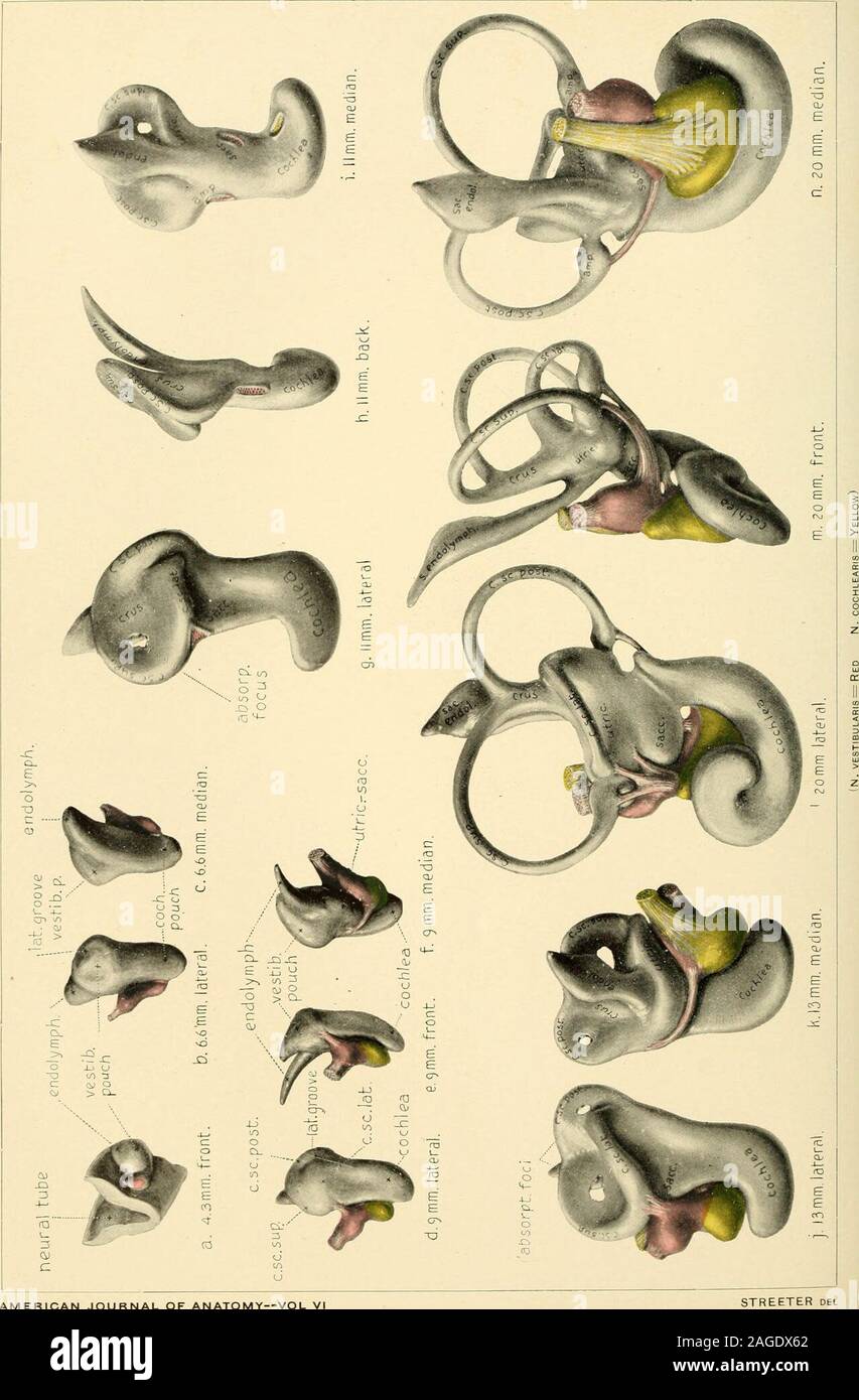 . The American journal of anatomy. ; No.109, 11 mm.; No. 175, 13 mm.; No. 22, 20 mm.; No. 86, 30 mm. The colors,yellow and red, are used to indicate respectively the cochlear and vestibulardivisions, and in general nerve fibers can be distinguished from ganglioncell masses by their lighter tone. The pictures represent a magnification of25 diams. The following abbreviations are used: absorpt. focus ^a.rea of wall where absorption is complete.amp. = ampulla membranacea.cms = crus commune,c. sc. lat. = ductus semicircularis lateralis.c. sc. post. = ductus semicircularis posterior,c. sc. sup. = du Stock Photo