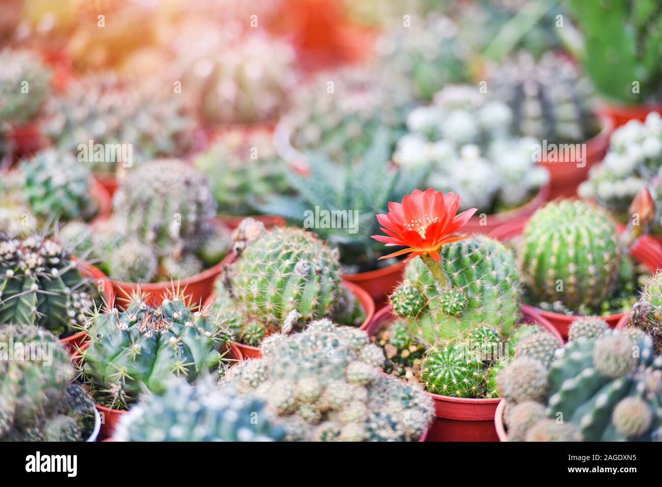 Miniature Cactus Pot Decorate In The Garden Farm Various Types