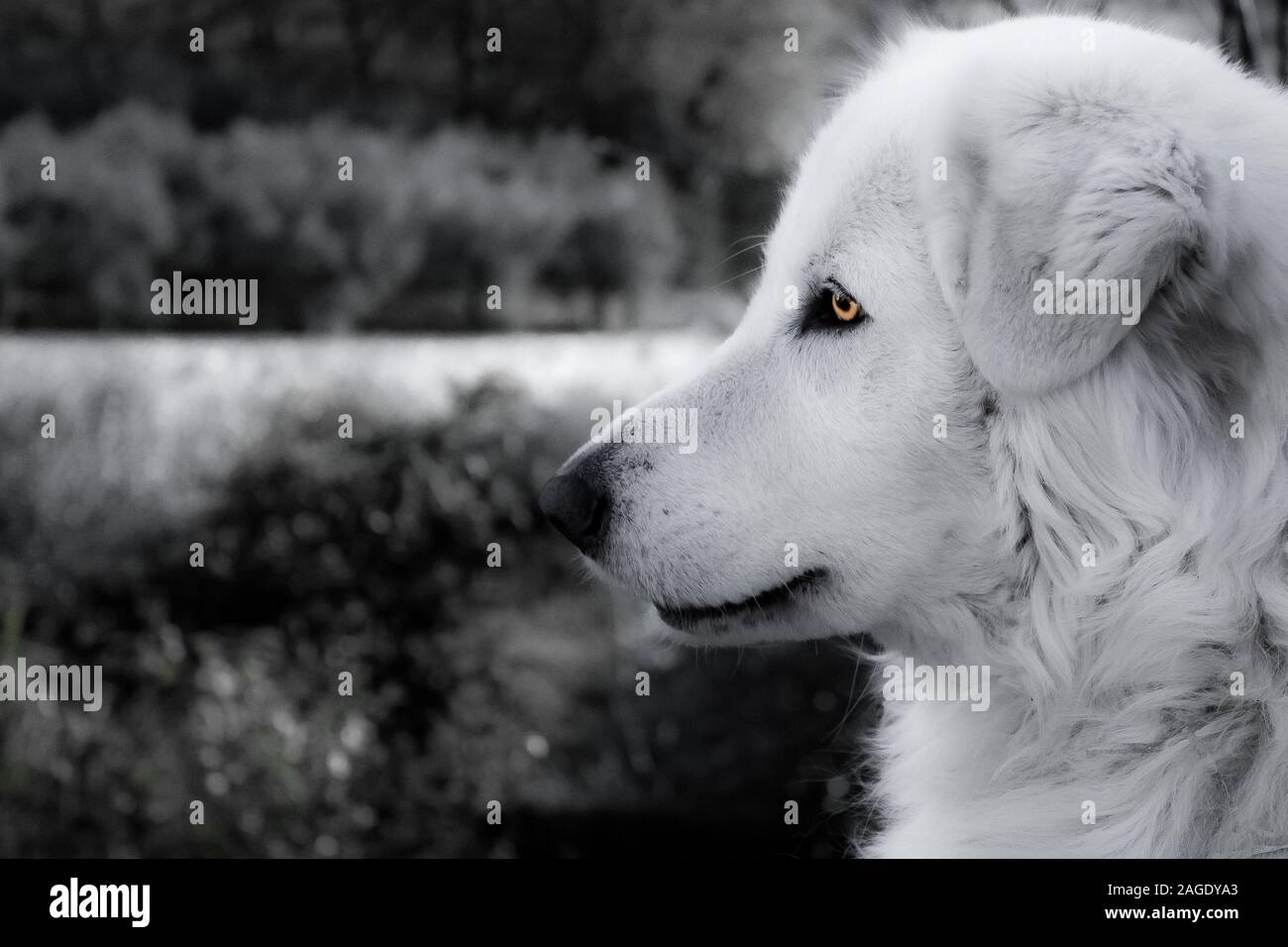 Greyscale shot of a fluffy domestic dog with a blurred background Stock Photo