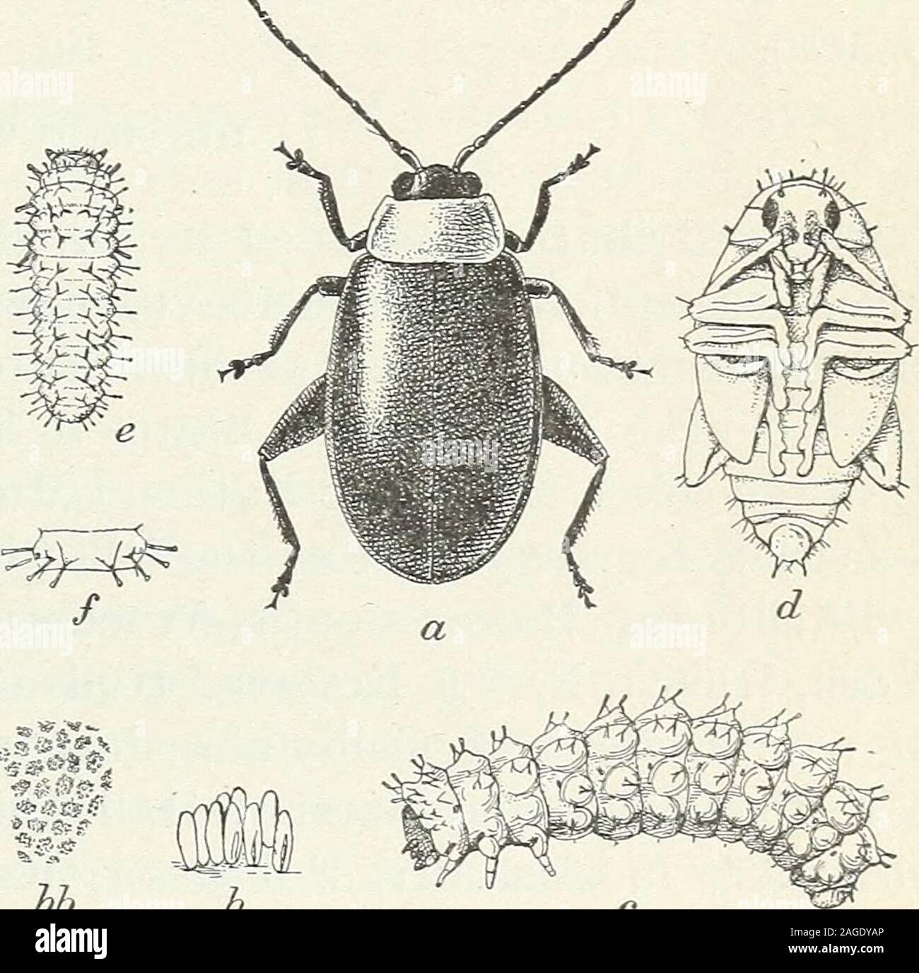 . Some insects injurious to garden and orchard crops : a series of articles dealing with insects of this class. g, althoughnaturally this order is lessregular. The larva. — When firsthatched, the larva, as may beseen by comparing the figureat e with c, looks quite unlikethe mature form. The tuber-cles which cover the body are somewhat more conspicuous, the headand legs are much larger in proportion, and the spines (see/) protrud-ing from the body are very long, measuring nearly one third that of thebody, including the tubercles. The spines are black at the base andnearly white toward their api Stock Photo