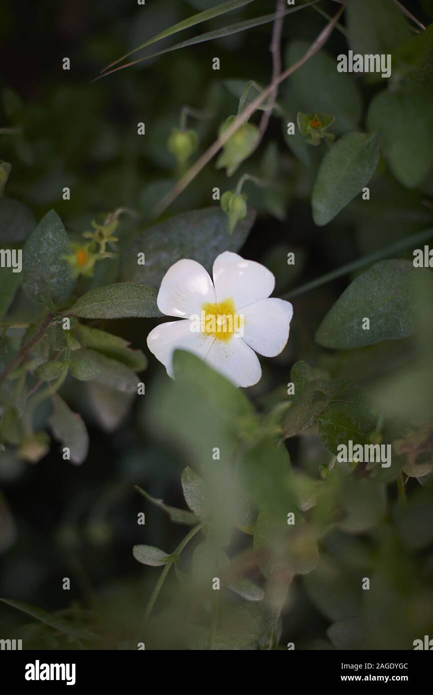 Closeup of a white and yellow Cinquefoil surrounded by greenery with a blurry background Stock Photo