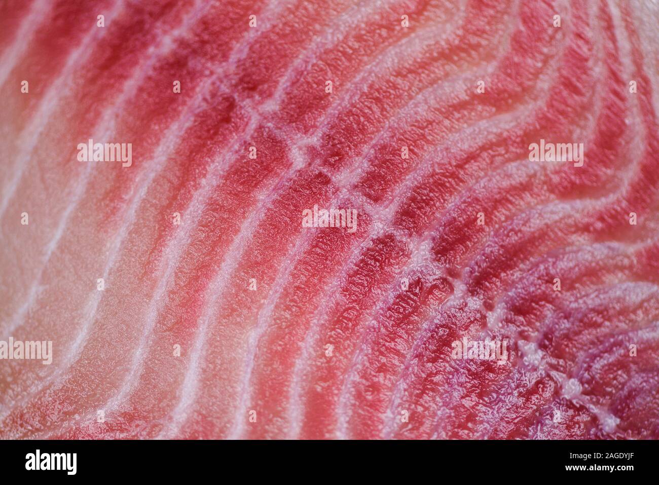 Close up of fish fillet / Fresh raw tilapia fish texture background Stock Photo