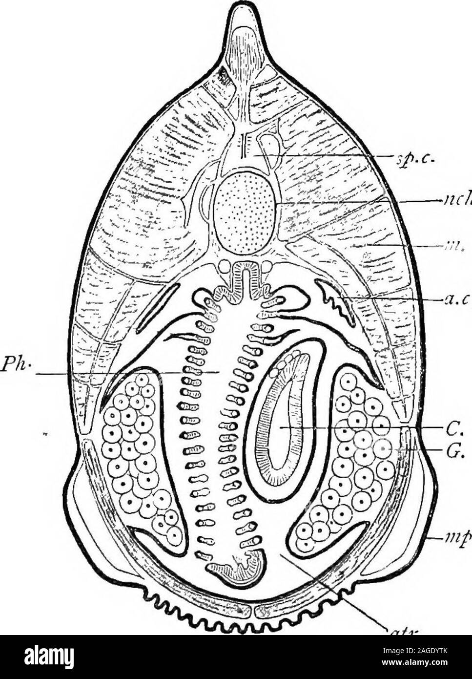 Myotome Black and White Stock Photos & Images - Alamy