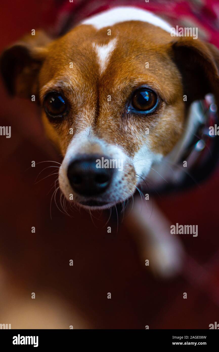 plummer terrier puppy