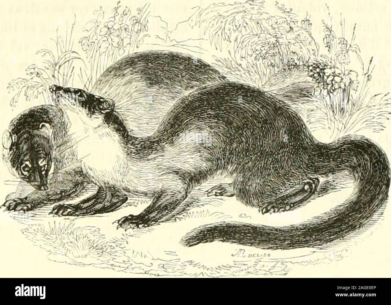 Bookyear1851 Hi Res Stock Photography And Images Page 2 Alamy