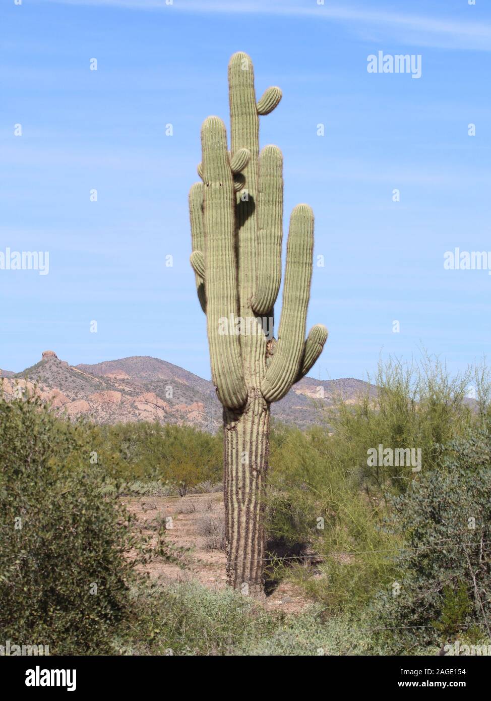 Vertical shot of an exotic cactus tree growing in a deserted area Stock  Photo - Alamy