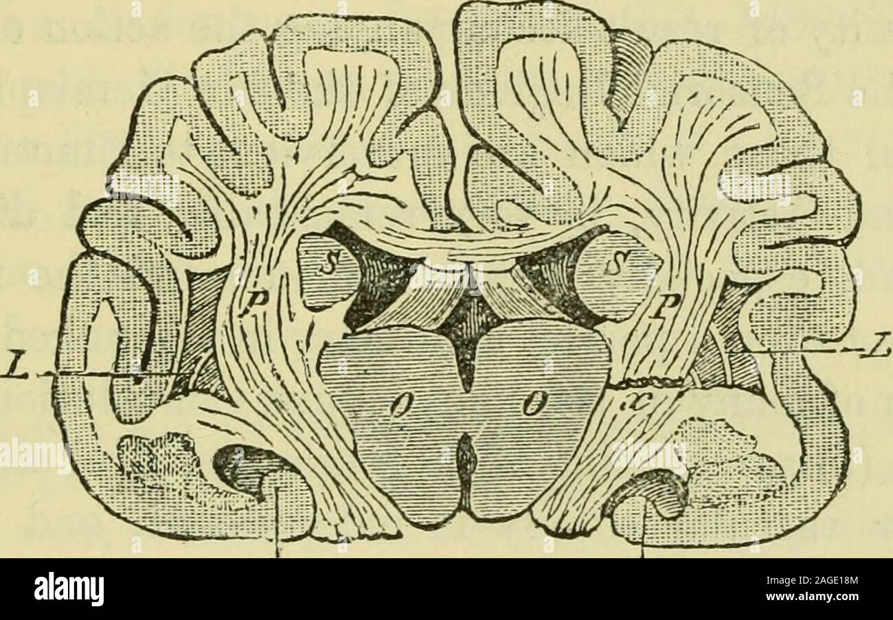. The brain as an organ of mind. c-tory nerves. If the unilateral loss of Smell in these cases ofHemi-ansesthesia be really due only to the loss of common sensi-bility in the corresponding nostril, then the same loss of Smellought to occur in Man with those lesions of the pons Varolii inwhich the common sensibility of one side of the body is annulled :and the writers experience leads him to believe that this loss doesoccur in such cases. Chap. XXIV.] PRINCIPAL PARTS OF THE BRAIN. 489 sciousness of the individual to remain unaltered, even inthe ahsence of sensorial stimuli from one half of the Stock Photo