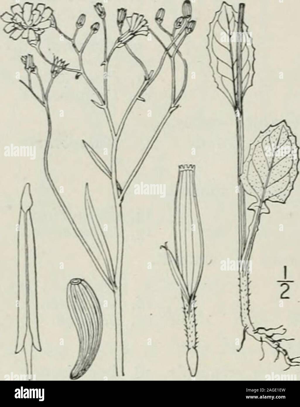 . An illustrated flora of the northern United States, Canada and the British possessions : from Newfoundland to the parallel of the southern boundary of Virginia and from the Atlantic Ocean westward to the 102nd meridian. out 8linear glaucous principal bracts and several very smallouter ones. Along roadsides and in waste places, Quebec and Ontarioto Xew Jersey, Pennsylvania and Michigan. Also on thePacific Coast and in Jamaica. Naturalized from Europe.Called also bolgan-leaves, ballogan. June-Sept. 3. SERINIA Raf. Fl. Ludov. 149. 1817.[Apogon Ell. Bot. S. C. & Ga. 2: 267. 1824.]Low glaucescent Stock Photo