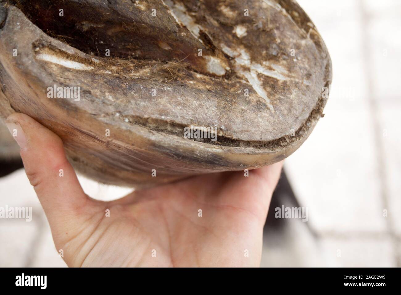 White line disease on horse hoof Stock Photo Alamy