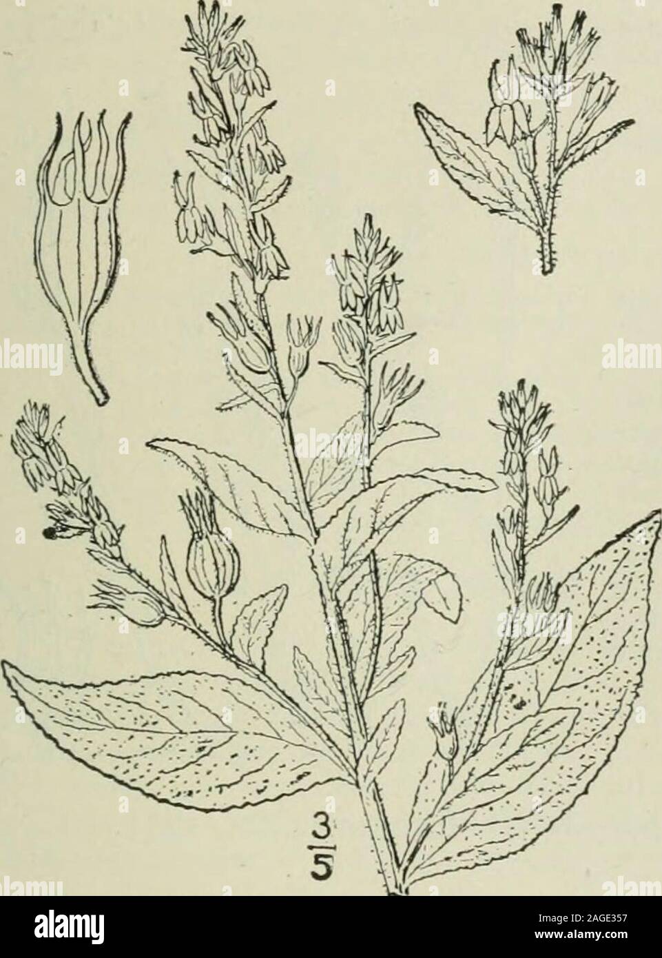 . An illustrated flora of the northern United States, Canada and the British possessions : from Newfoundland to the parallel of the southern boundary of Virginia and from the Atlantic Ocean westward to the 102nd meridian. Genus i. LOBELIA FAMILY. 10 Lobelia leptostachys A. DC. Spiked Lobelia. Fig. 4037. Lobelia leptostachys A. DC. Prodr. 7: 376. 1839. Similar to the preceding species; stem usuallystouter, puberulent or glabrous, 2°-4° high. Basalleaves oval or obovate, obtuse; stem leaves spatu-late, oblong, or lanceolate, obtuse, sometimesslightly scabrous, denticulate or entire, or theupperm Stock Photo